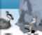 Penguin Swing - Jeu Statégie