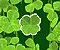 Lucky Clover - Jeu Chance 