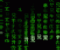 Desktops Of The Future - Jeu Autre