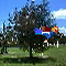 Shoot the Turkey`s - Jeu Tir